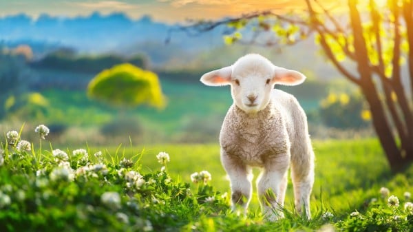 羊 动物 牲畜 701704537
