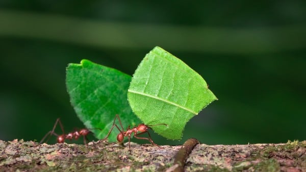 科学家发现蚂蚁也会进行截肢手术(图)